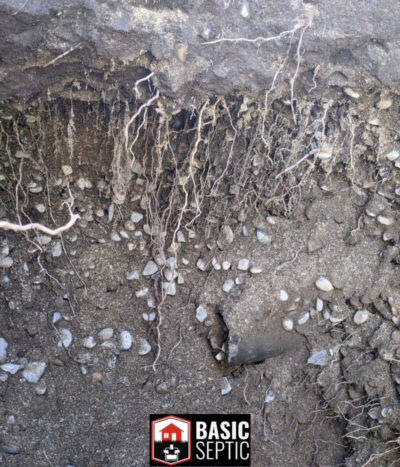 septic root growth repair basic septic